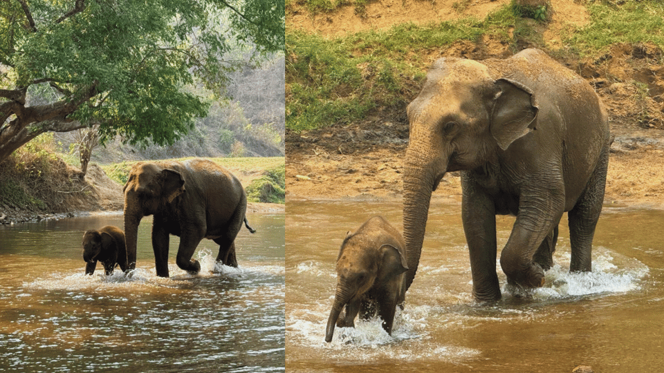 Chiang Mai: Half Day Walking With Giant Elephants - Inclusions