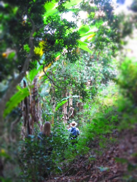 Chiang Mai: Tree House Stay & Jungle Zip-Lining - Tree House Accommodation