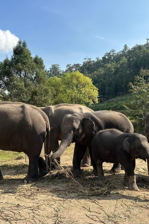 Chiang Mai: Waterfall, Elephant Sanctuary, and Rafting Tour - Experience Highlights