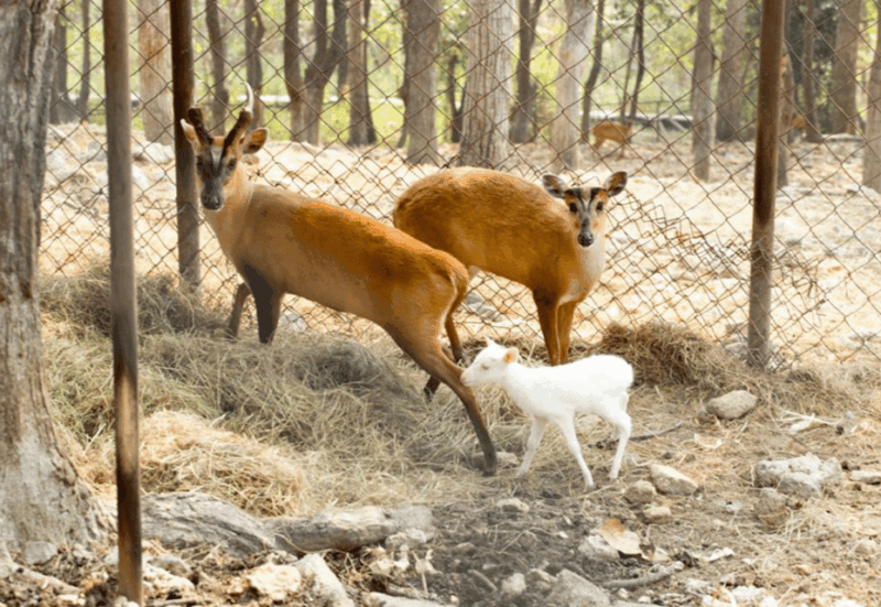 Chiangmai Zoo With Pick up Services - Zoo Features and Attractions