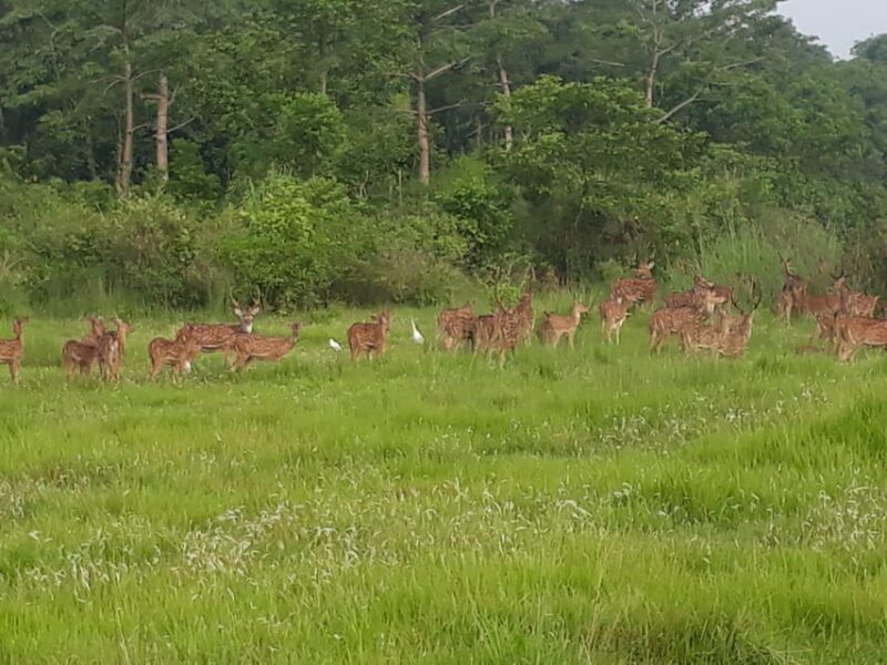 Chitwan: Jungle Safari With Jeep, Canoe, and Jungle Walk - Detailed Itinerary and Schedule