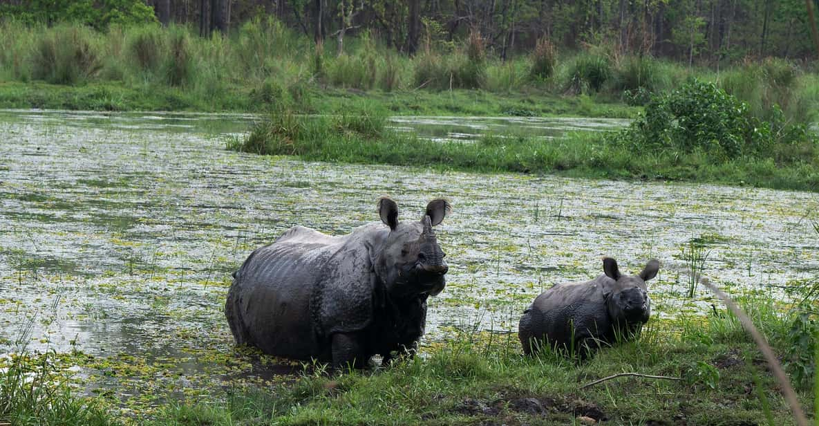 Chitwan Safari 3 Nights 4 Days Tour - Detailed Itinerary for the Tour