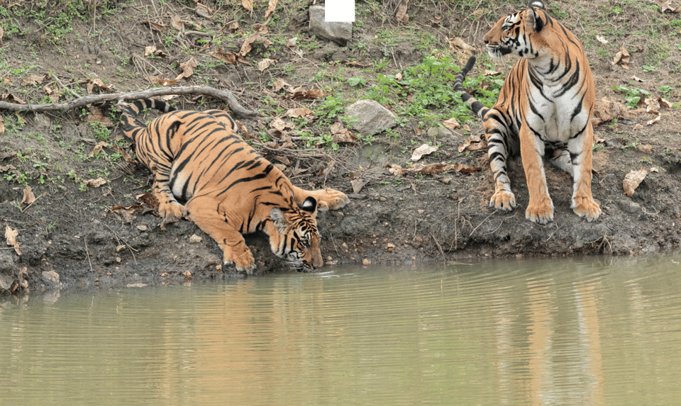 Chitwan Tour-Rhino Safari in Nepal - Booking Information