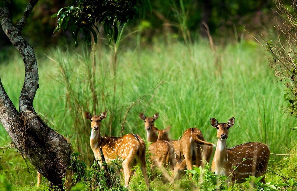 Chitwan Wildlife Adventure:Discover Nepals Jungle Treasures - Day 1: Arrival Activities