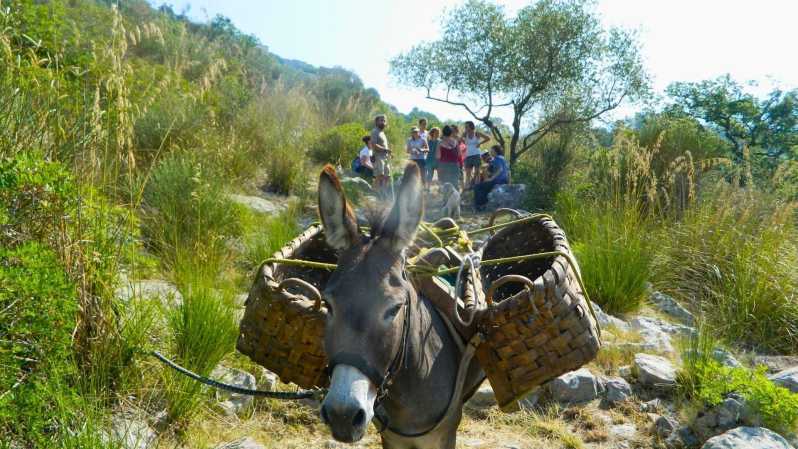 Cilento: Discovering the Art of Broom Spinning in Tortorella - Culinary Delights of Cilento