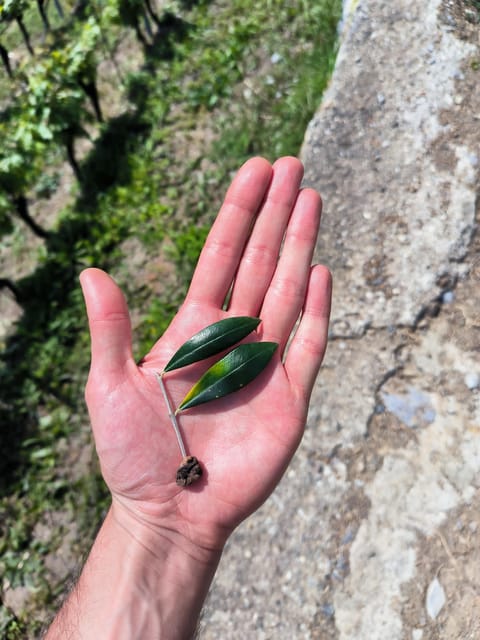 Cinque Terre: Tasting / Walking Tour - Highlights of the Experience