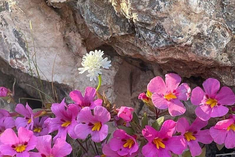 Claremont: California Botanic Garden Half Day Tour - Guided Tour Experience