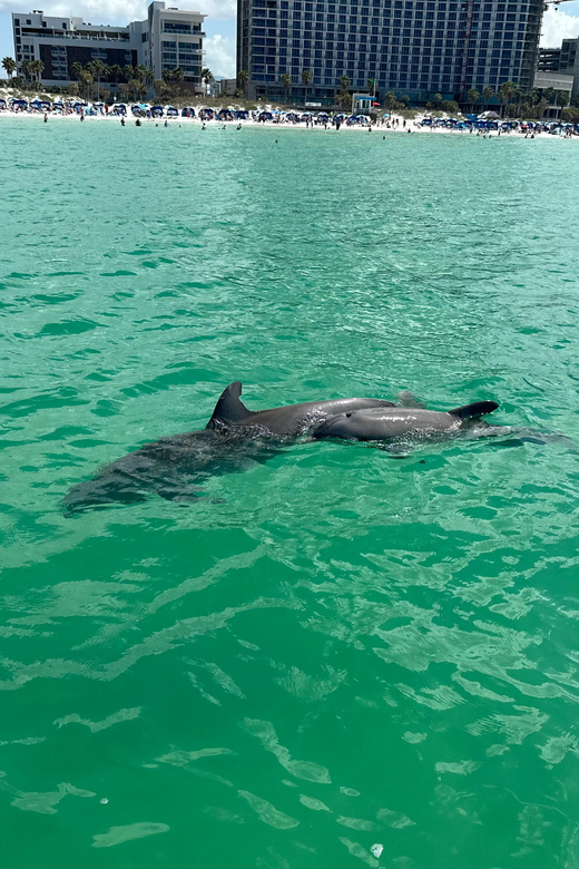 Clearwater Beach: Donuts and Dolphins - Itinerary and Inclusions