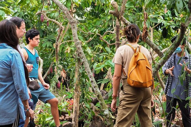 Cocoa and Gastronomy Tour at Hacienda CacaoyMango - Inclusions and Logistics