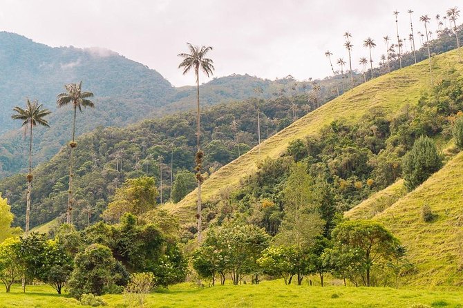 Cocora, Salento and Filandia Tour - Tour Experience and Flexibility