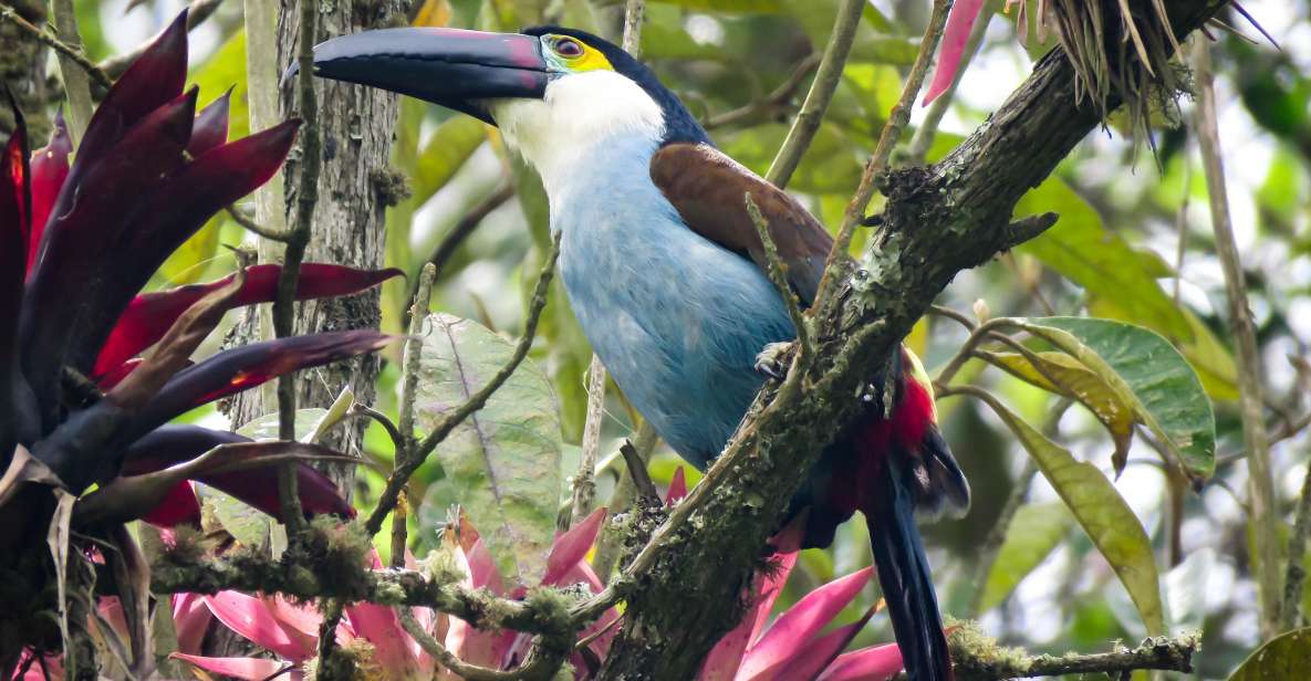 Cocora Valley: Birding-Hiking With Breakfast & Lunch - Birding Experience Highlights