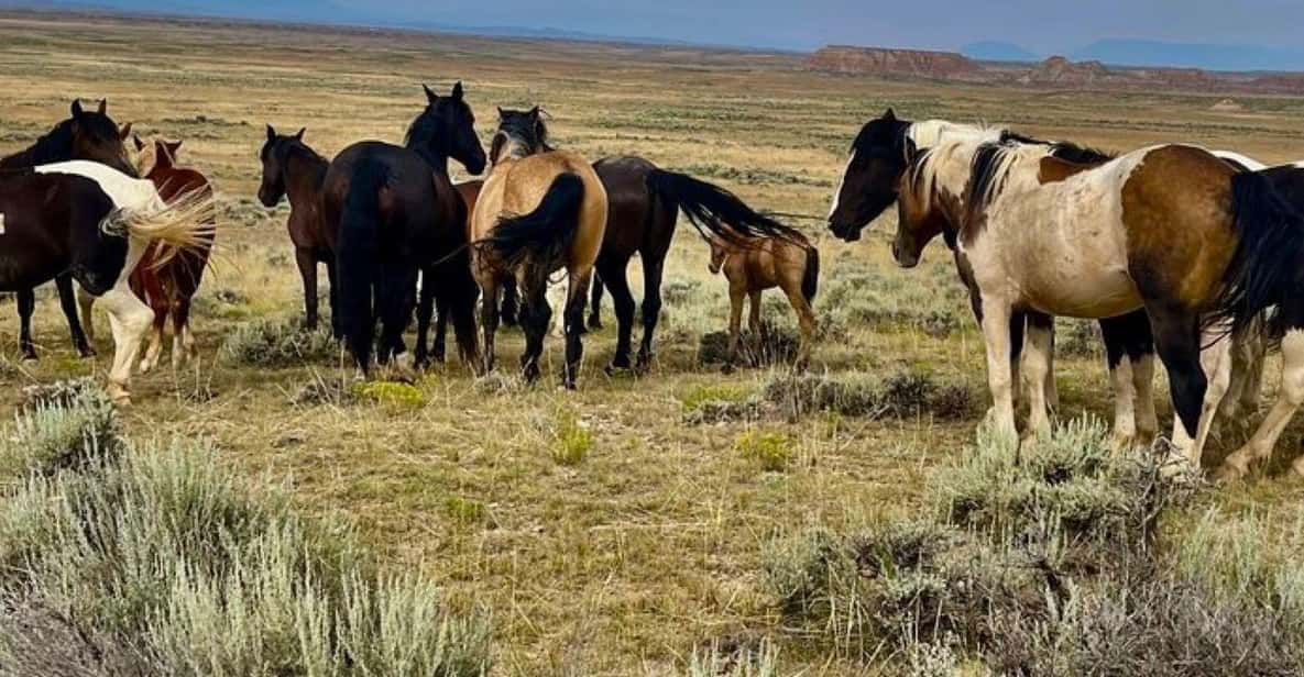 Cody: Red Canyon Wild Mustang Tour - Included in the Tour