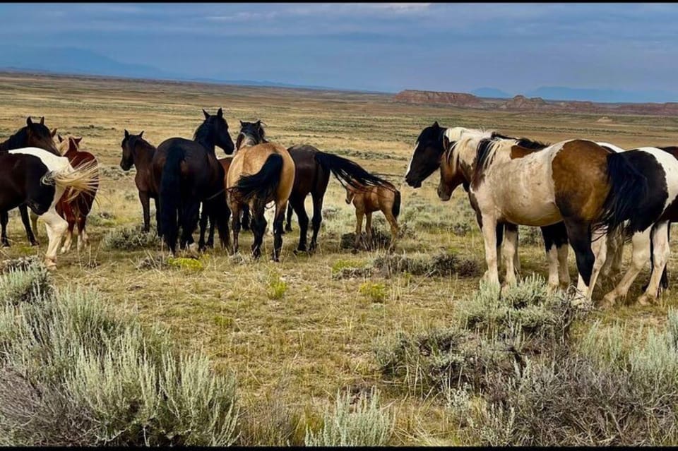 Cody: Wild Mustang Small Group Eco Tour - Tour Details