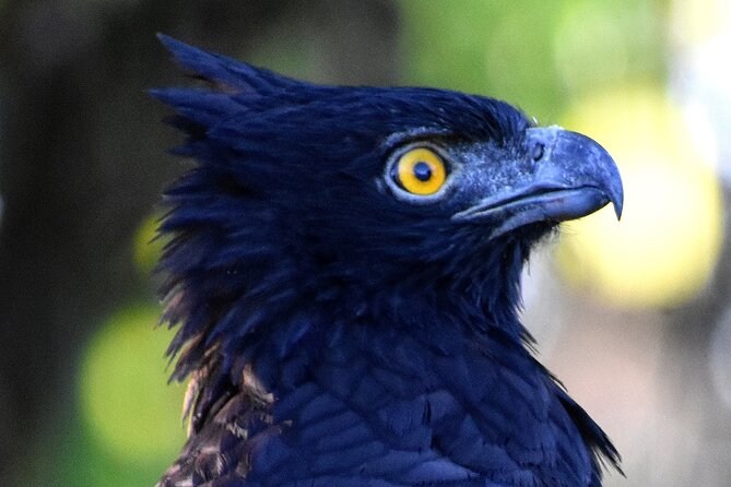 Corcovado Los Planes Birding Tour - Reviews and Feedback