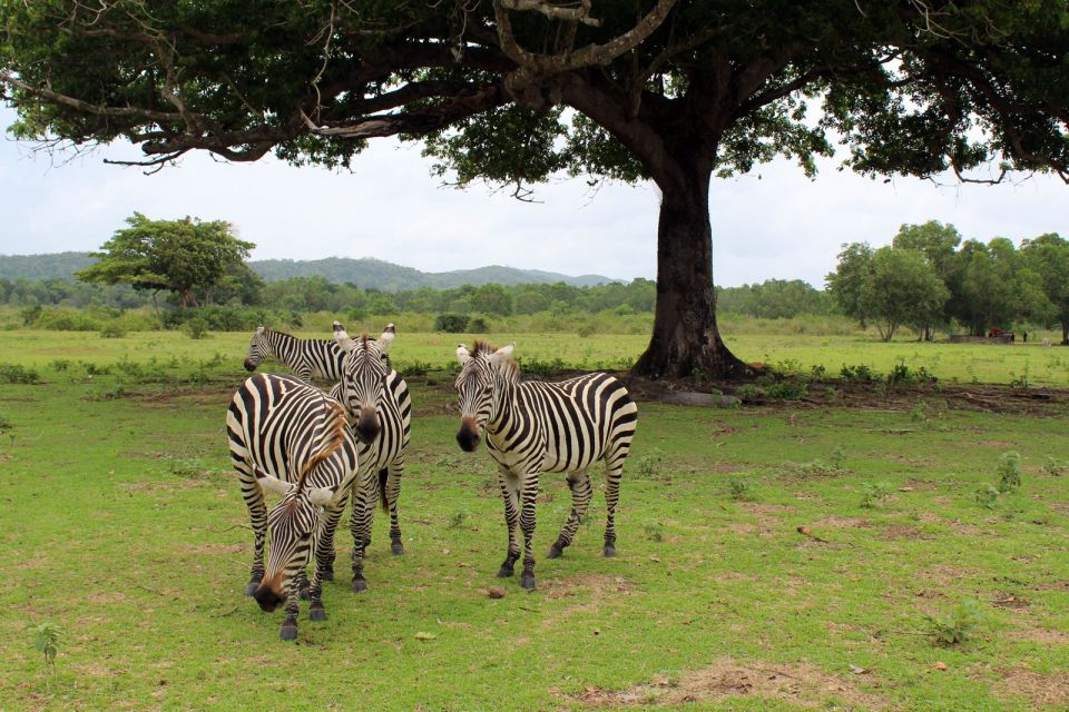 Coron: Black Island & Calauit Private Safari Tour - Calauit Wildlife Safari