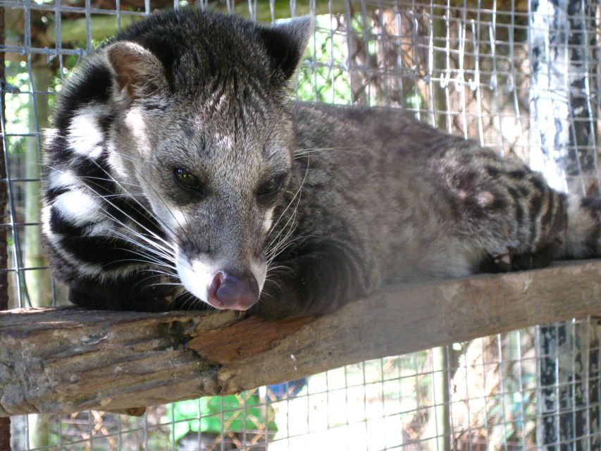 Coron: Calauit Safari Adventure - Encounter Exotic Animals