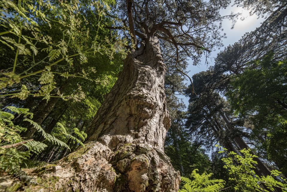 Cosenza: Giants of the Sila - Historical Importance of the Woodland