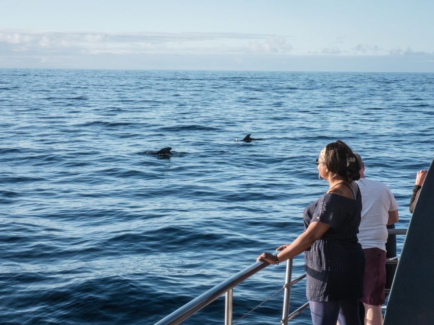 Costa Adeje: Whale Watching Tour With Food and Drinks - Experience Highlights