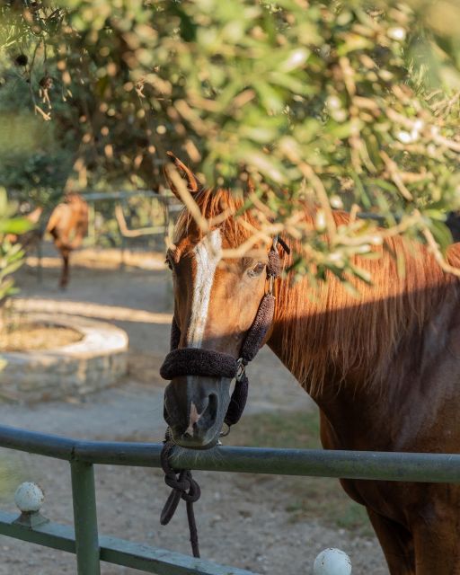 Crete Horse Riding: Cretan Countryside Ride - Inclusions and Exclusions