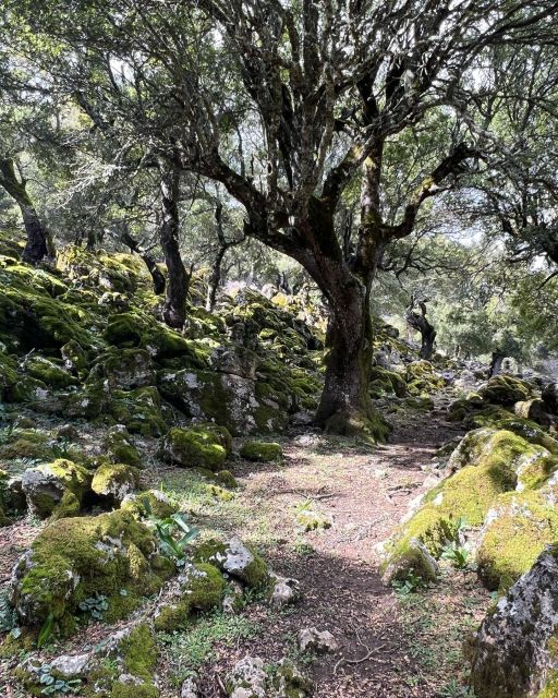 Crete: Sarakina Gorge, Forests, and South Coast Safari - Guided Experience