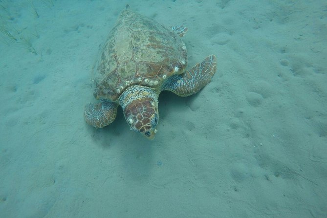 Cruise to Turtles Island and Caves With a Glass Bottom Boat - Tour Participation Guidelines
