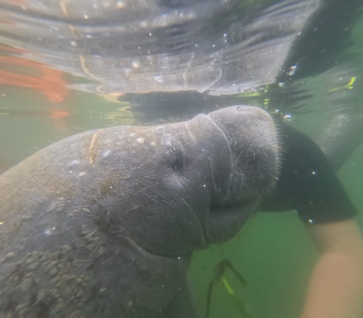 Crystal River: Guided Manatee Snorkeling Tour - Meeting Point and Accessibility