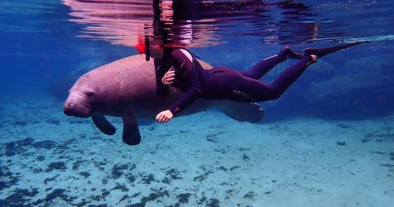 Crystal River: Kayak and Swim With Manatees Tour - Experience Highlights