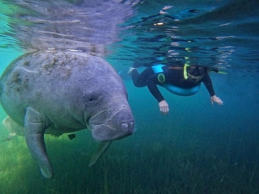 Crystal River: Swim and Snorkel With Manatees Tour - Tour Details