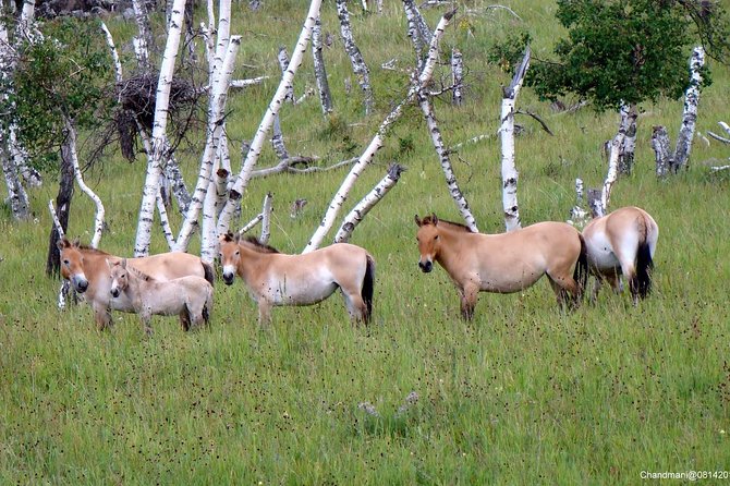 Day Tour of Hustai National Park - Visitor Guidelines