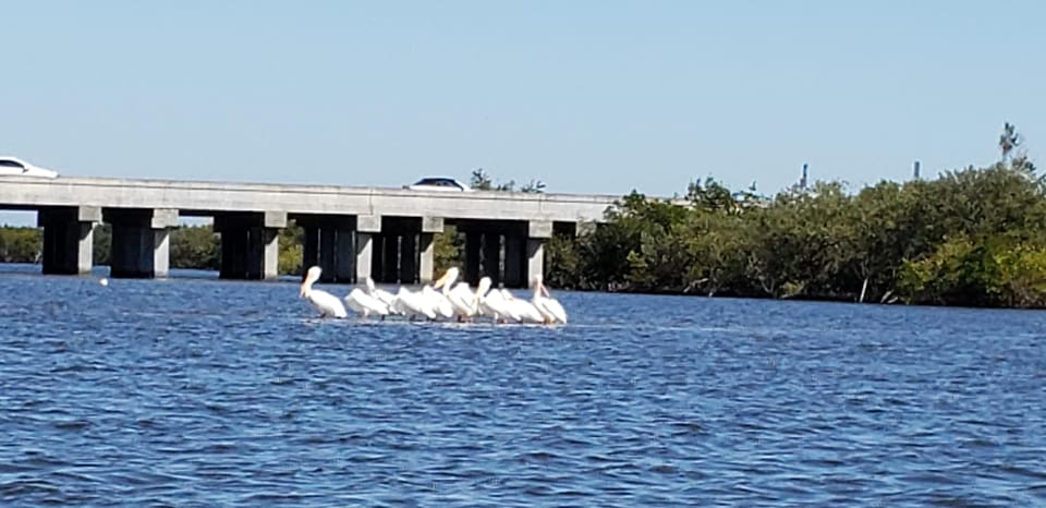 Daytona/New Smyrna Beach: Unforgettable Kayak Wildlife Tours - Observing Wildlife in Their Habitat