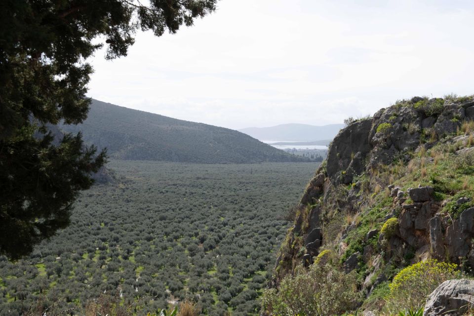 Delphi: Easy Hike on Ancient Path Through the Olive Groves - Itinerary Details