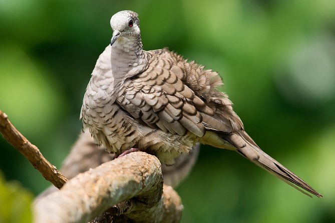 Deluxe Private Bird Watching Tour | Manuel Antonio - Inclusions and Amenities