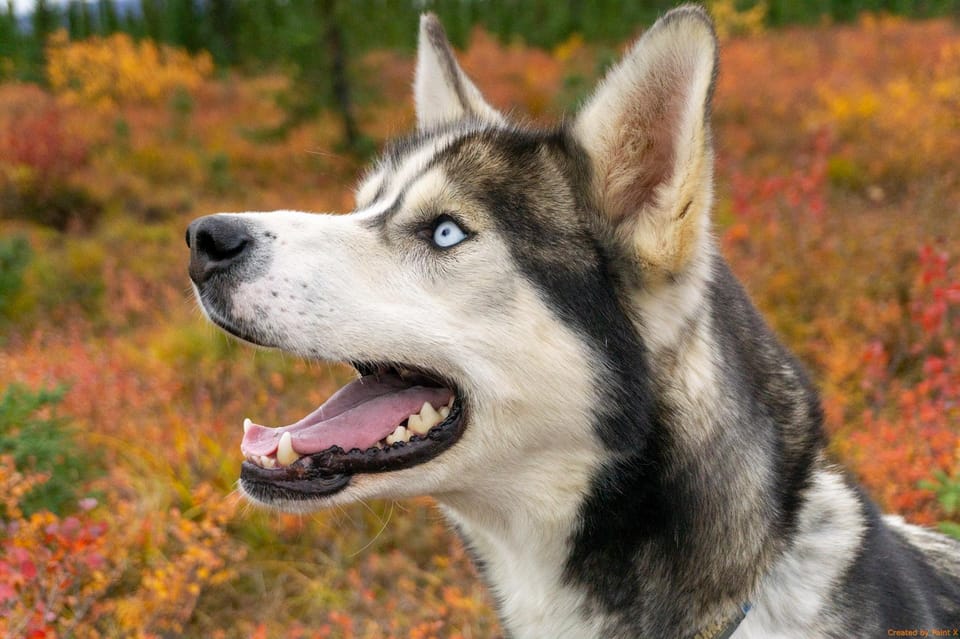 Denali: 1 Hour Tundra Walk With Free Running Sled Dogs - Guided Tundra Walk