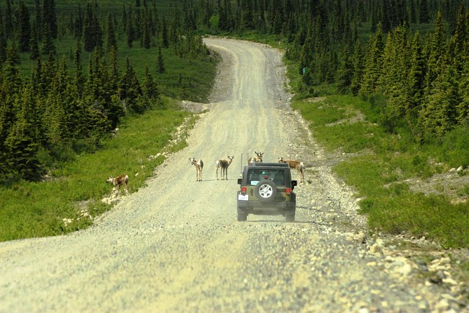 Denali Highway Jeep Excursion - Experience Expectations