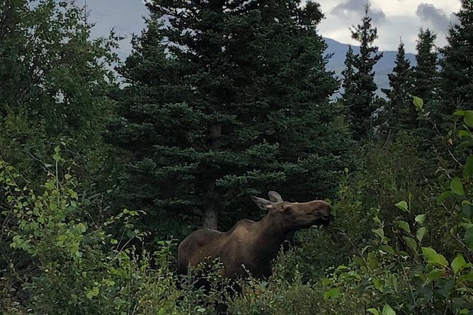 Denali National Park Walking Tour - Terrain and Trail Conditions