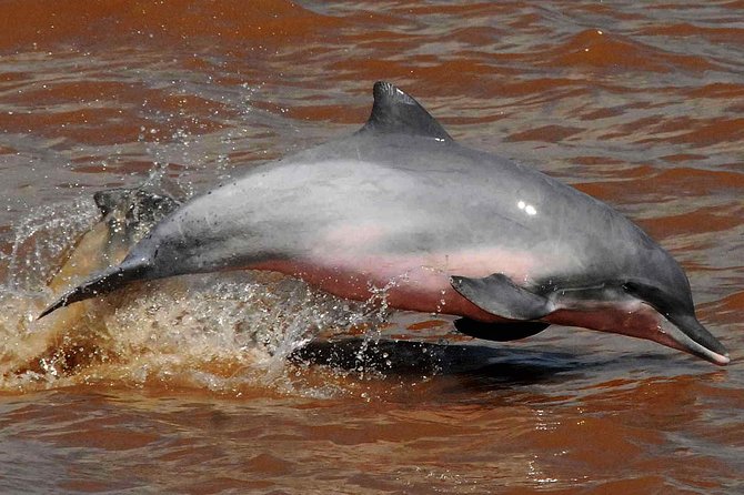 Dive Into the Heart of the Wild at Caiman Eco-Lodge Cuyabeno! - Immersive Wildlife Encounters