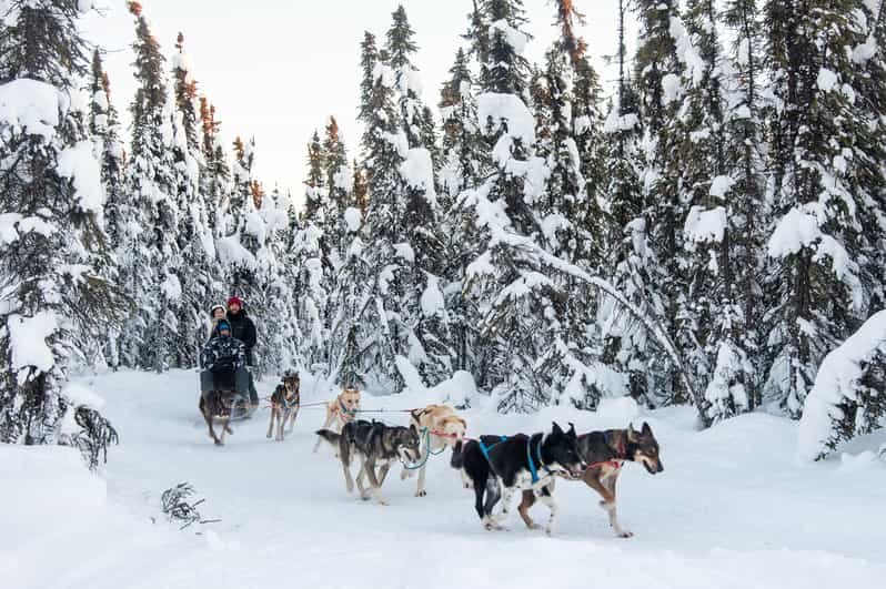 Dogsled and Reindeer Day Trip to Borealis Basecamp - Tour Highlights