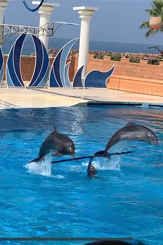 Dolphin Park Entry With Live Show and Pickup - Live Show Highlights