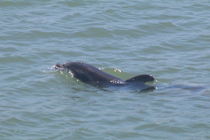 Dolphin Tour on a Private Boat - Unique Tour Features