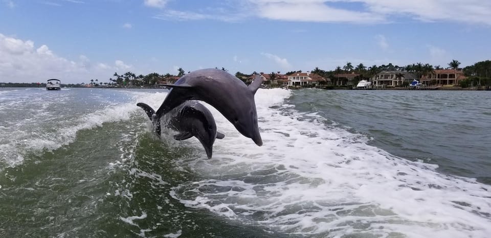 Dolphin Watch/Eco Cruise - What to Bring