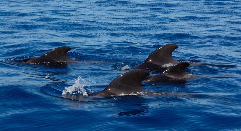 Dolphin Watching in Trincomalee - Location and Highlights