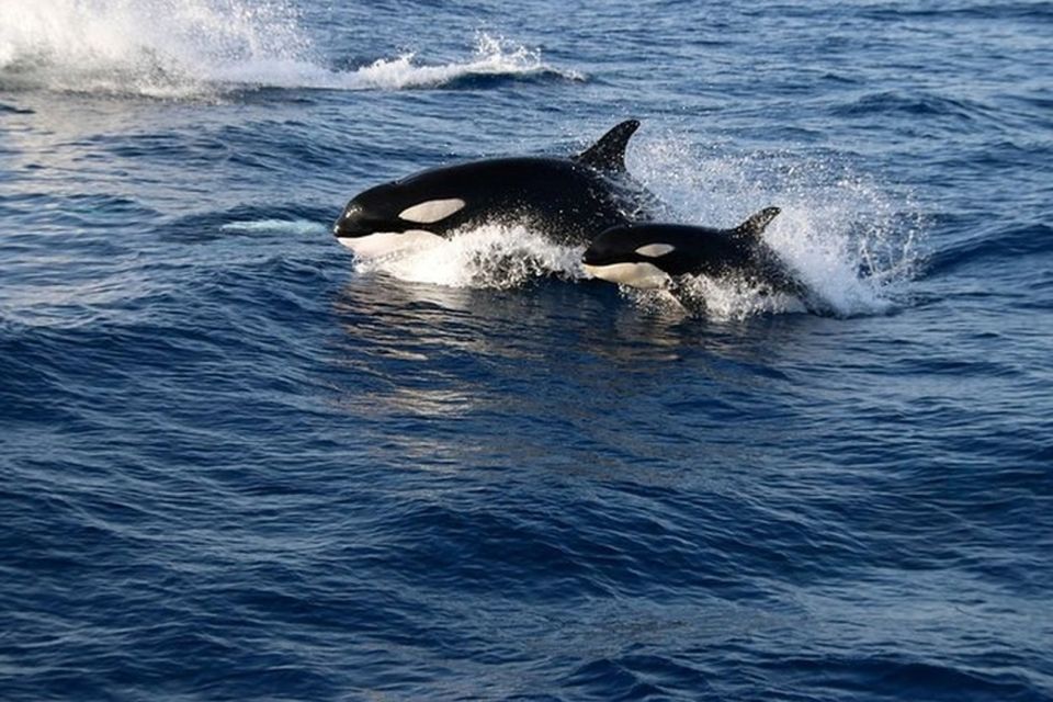 Dolphins Watching With Beach Day in Tarifa From Seville - Inclusions and What to Bring