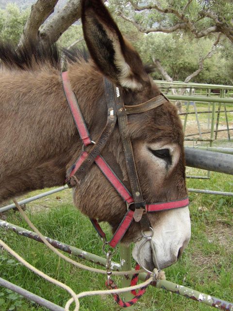 Donkey Riding - Coastline Ride - Inclusions