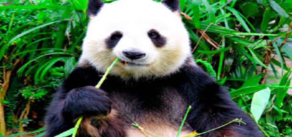 Dujiangyan Panda Base and Irrigation System Park Day Tour - Panda Observation Experience