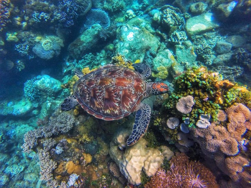 Dumaguete Apo Island With Turtle Snorkeling - Important Information