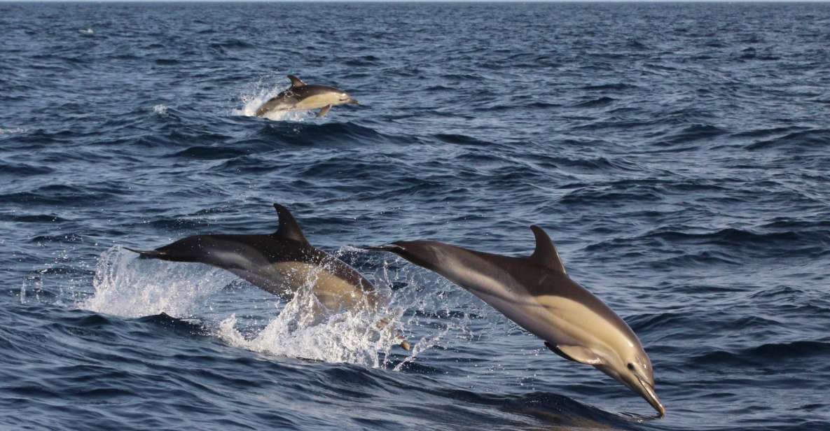 Dumaguete: Dolphin Watching & Manjuyod Sandbar Private Tour - Dolphin Watching Experience