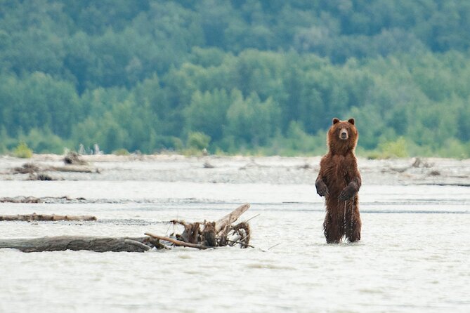 Eagle Preserve Float Trip in Haines - Wildlife Encounter Opportunities