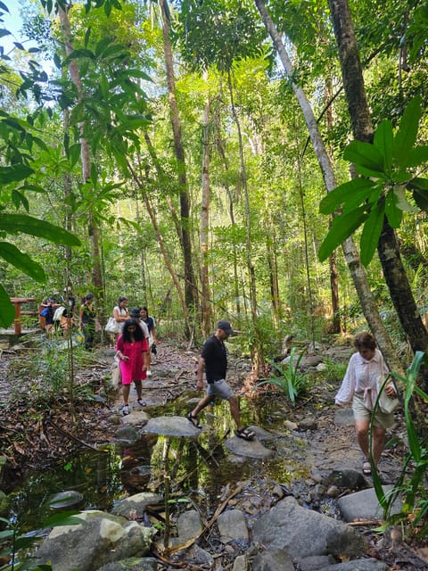 Early Bird Rainforest Walk & Forest Bathing - Inclusions and Optional Services