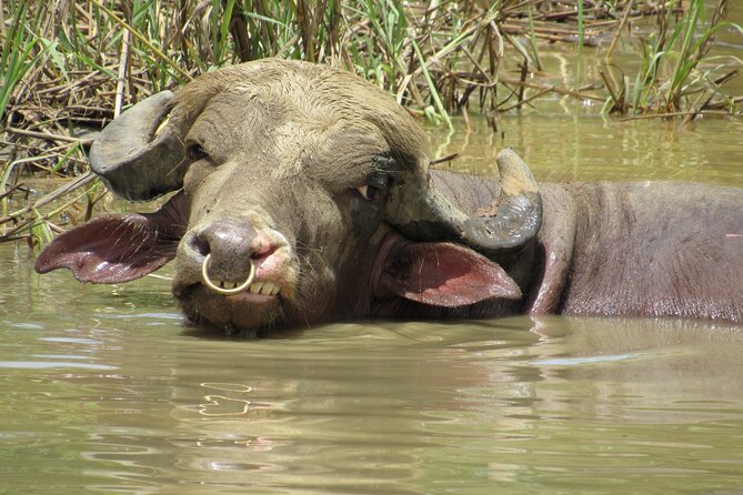 Eco Farm Tour & Water Buffalos - Sustainable Farming Practices