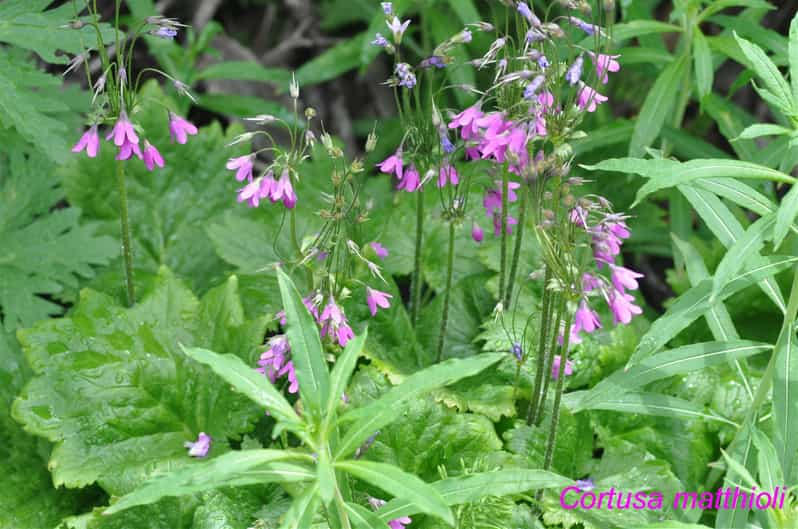 EDIBLE SPONTANEOUS PLANTS - Identifying Edible Species